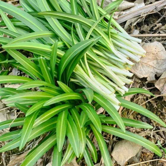 贵州高山新鲜韭菜露天种植蔬菜大叶韭菜石韭菜观音菜宽叶绿色蔬菜