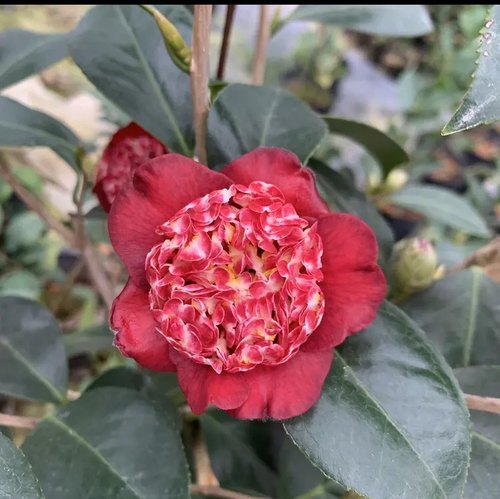 口红茶花盆栽花卉植物庭院好养精品稀有树苗嫁接栽培