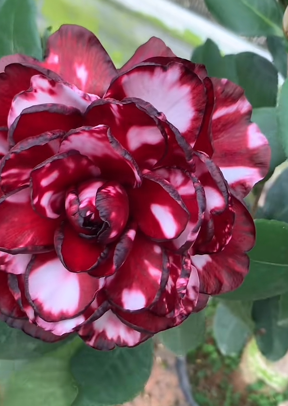 黑贝品种茶花原生小苗一颗名贵花卉栽培庭院阳台稀有好养桌摆