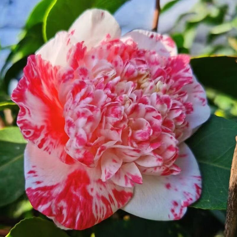 玉天使又名比寇蒂品种茶花嫁接桩一颗