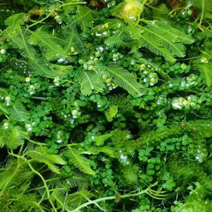 PO4净化水质海水海缸 海藻高等藻绿葡萄藻钢丝羽毛火焰气泡去NO3