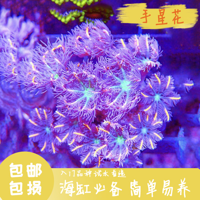 包邮金边手星花珊瑚荧光长须新手入门lps软体人工繁殖好养生物海