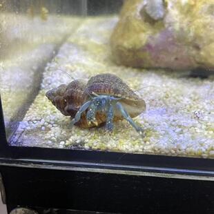 吃藻寄居蟹海水缸除低等藻宠物绿脚观赏蟹活物懒人包活吃藻吃垃圾