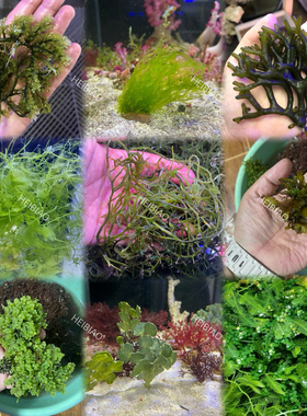 海缸葡萄藻羽毛钢丝火焰鹿角红千层气泡仙人掌石莼净化水质降NP