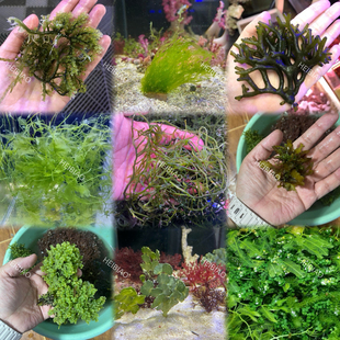 海缸葡萄藻羽毛钢丝火焰鹿角红千层气泡仙人掌石莼净化水质降NP