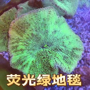 荧光绿地毯海葵珊瑚海水短须活体海缸宠物小丑鱼共生