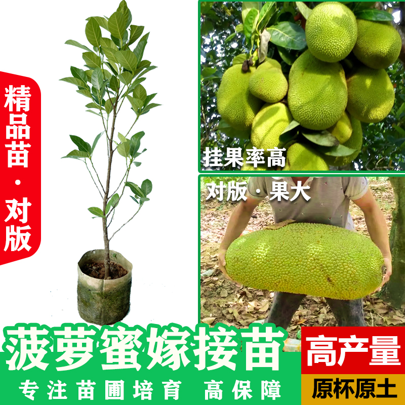 菠萝蜜红肉树苗千姿农业