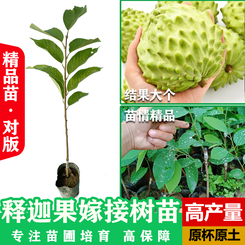 释迦果苗台湾凤梨释迦AP释迦番荔枝佛陀果苗种植释迦树苗带土庭院