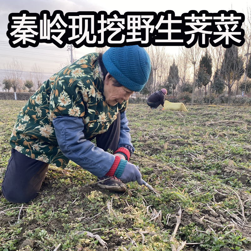 秦岭野生荠荠菜新鲜荠菜地菜野菜