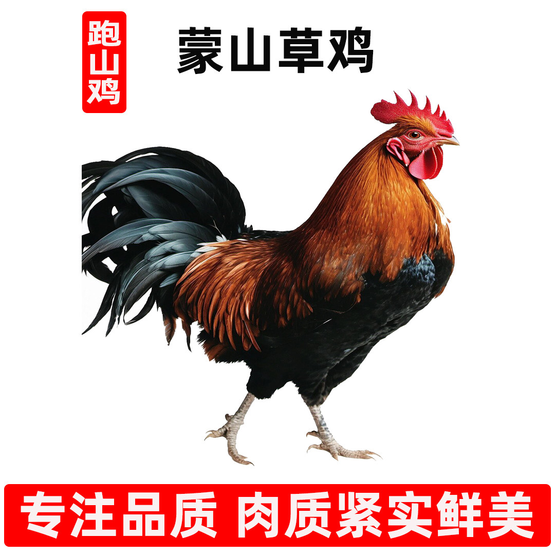 蒙山草鸡农村散养大公鸡黑爪白条鸡新鲜纯天然笨鸡整鸡顺丰批发