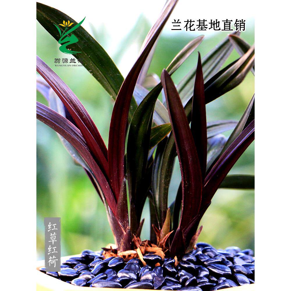 【购】翁源兰苗【红草红荷】四系季建兰红荷列浓团香花名贵原盆栽