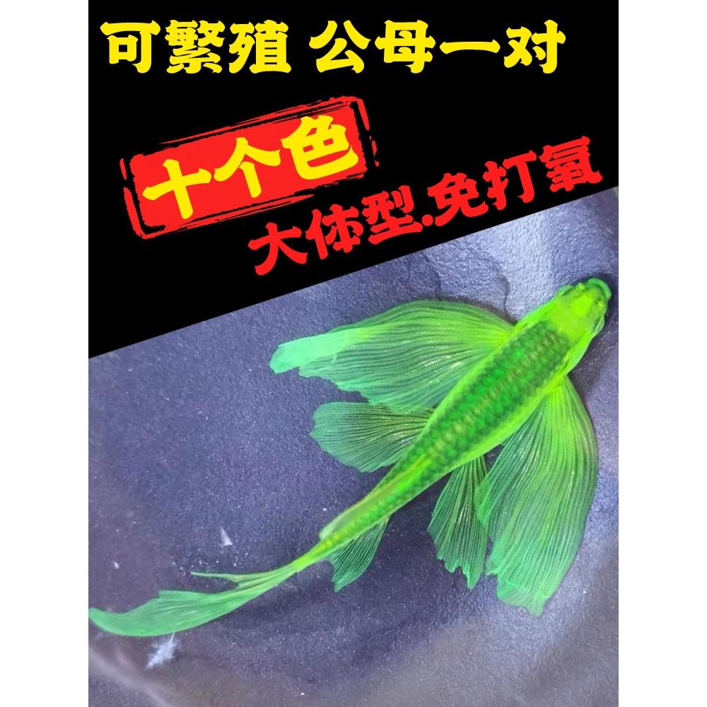 蝶翼斑马鱼长尾长鳍冷水鱼观赏鱼荧光冷水鱼小型热带鱼观赏活体鱼