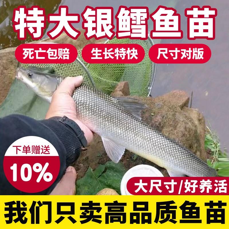 银鳕鱼苗淡水养殖食用大鳞鲃鱼苗鳕鱼苗活鱼苗养殖观赏银雪活鱼苗