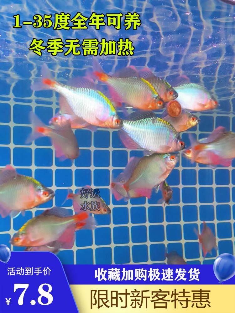 好养淡水观赏鳑鲏鱼七彩旁皮除藻冷水鱼活体小型鱼苗原生群游小鱼