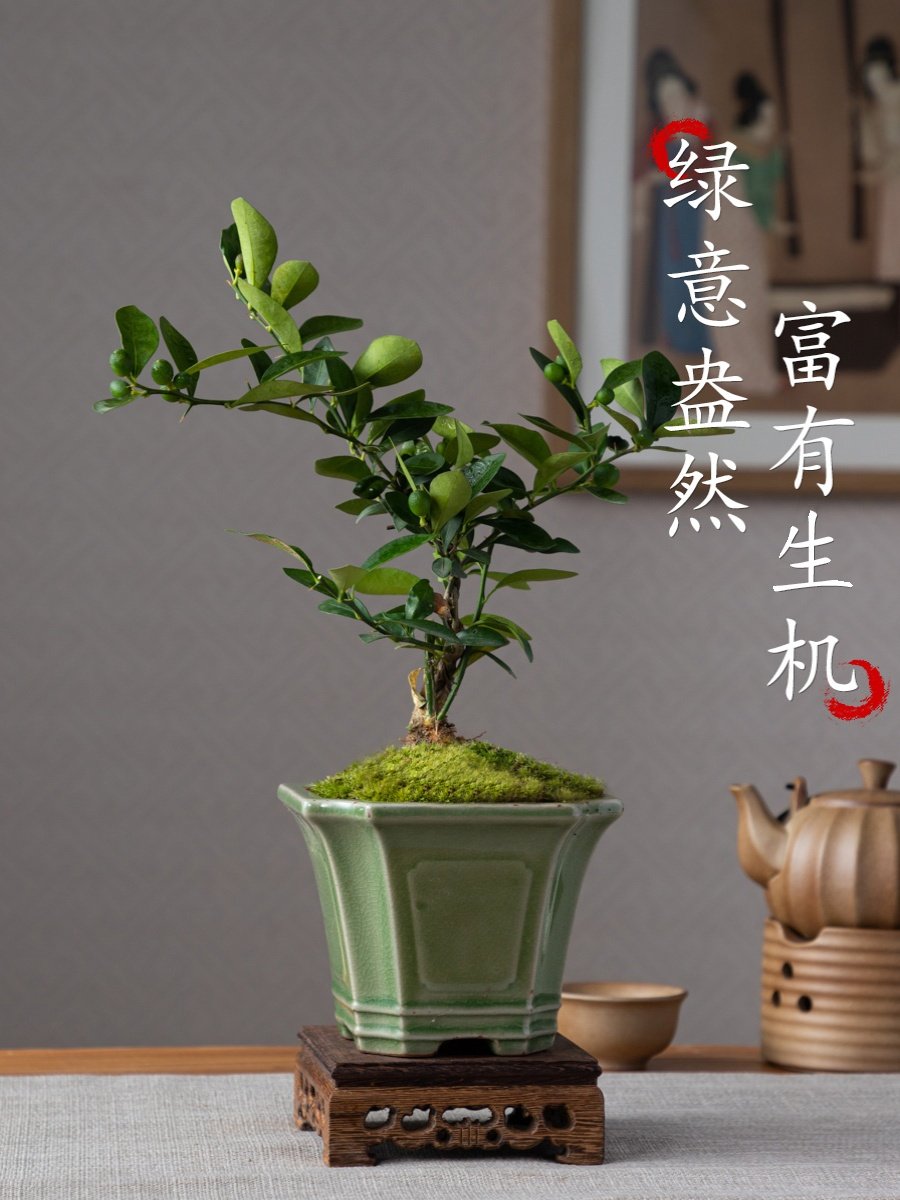 金豆微型小盆景室桌内办室茶几面喜庆公四季好养摆观赏绿植盆栽件