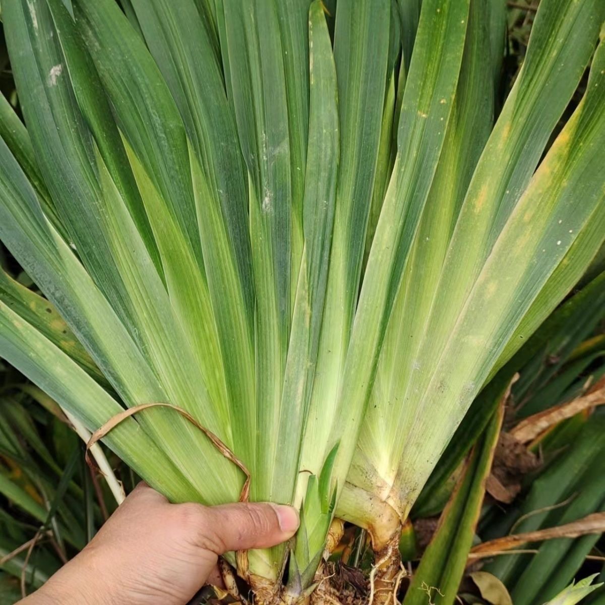 天然扁竹根豆豉鸢尾花新鲜野生中药材草豆食叶扁竹兰蝴蝶花春根苗