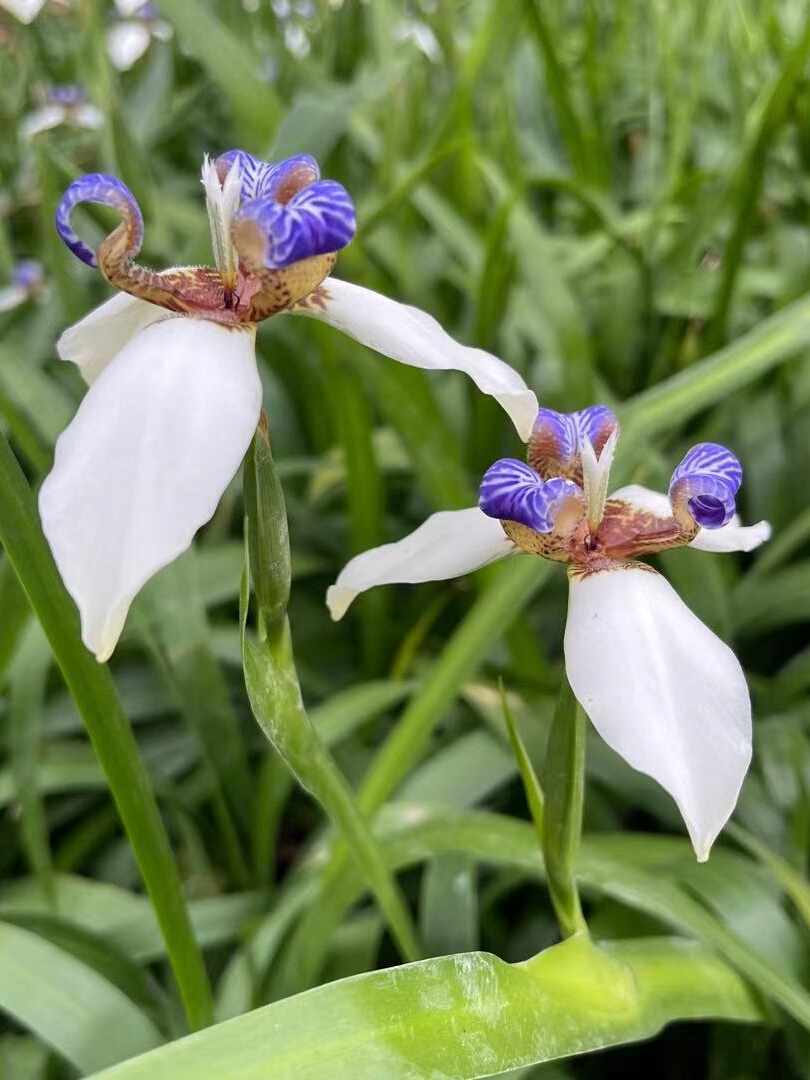 巴西鸢尾兰 阳台盆栽巴西鸢尾兰花 玉蝴蝶 四季常绿 易养活植物