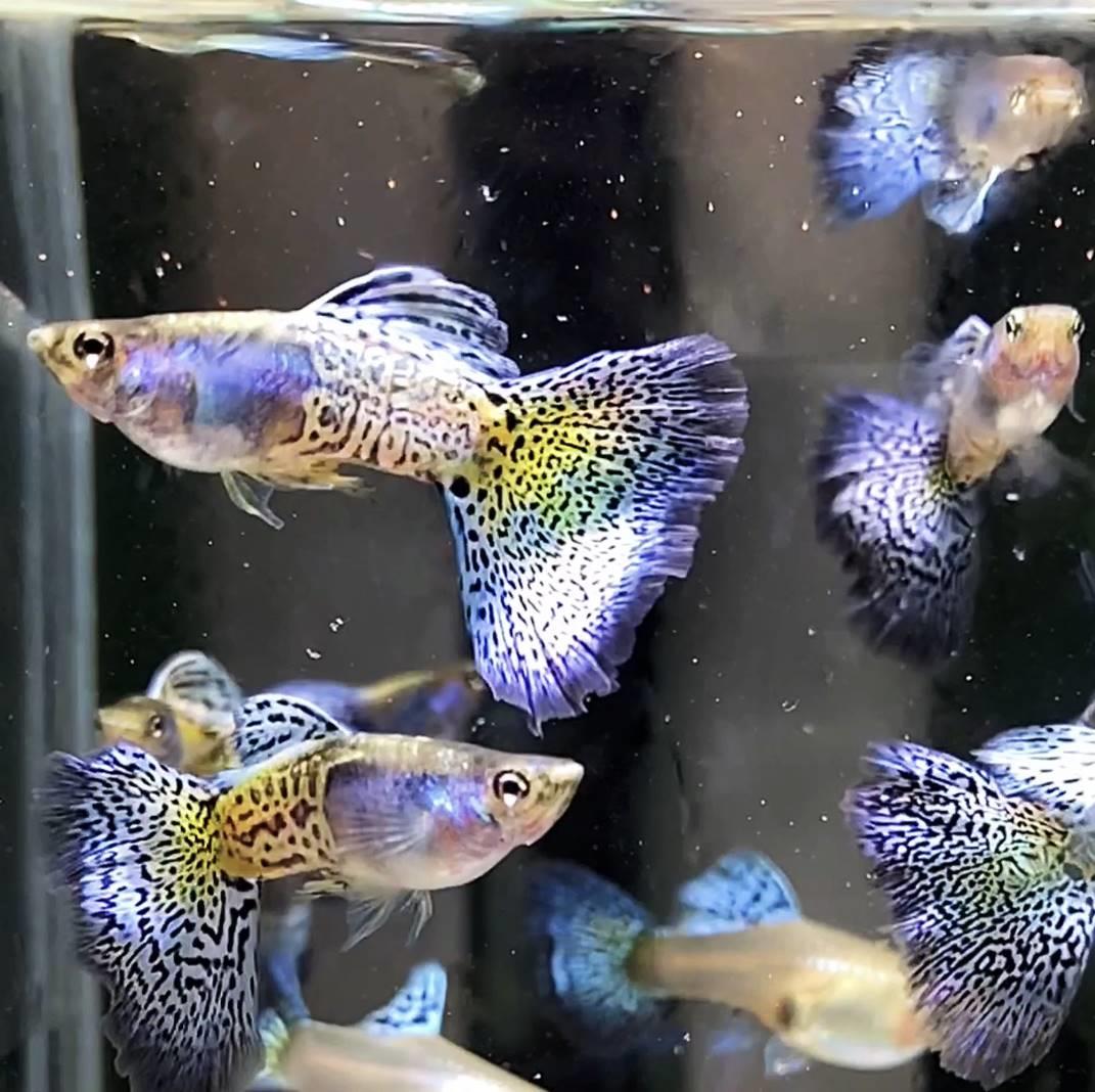 孔雀鱼精品稀有兰草尾蓝草缎带大c淡水凤尾鱼小型热带观赏鱼热销