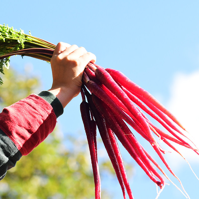 云南老品种胡萝卜农家自种大理水果胡萝卜新鲜带泥紫色红罗卜即食,水产肉类/新鲜蔬果/熟食,萝卜/胡萝卜,淘宝优惠券,粉丝福利购,淘宝优惠卷