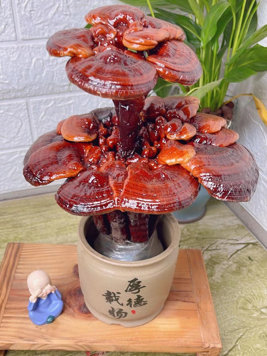 灵芝盆景观叶盆栽办公桌面多肉盆栽耐寒冷耐热养不死植物防辐射