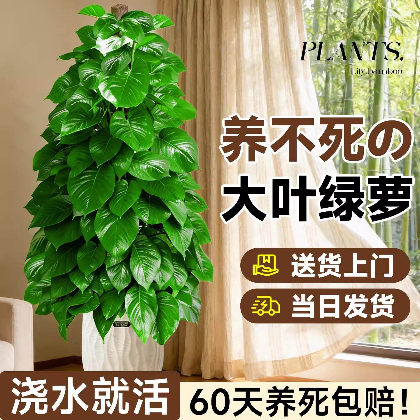 大叶绿萝柱大盆栽客厅大型绿植室内绿萝除甲醛净化空气植物好养活