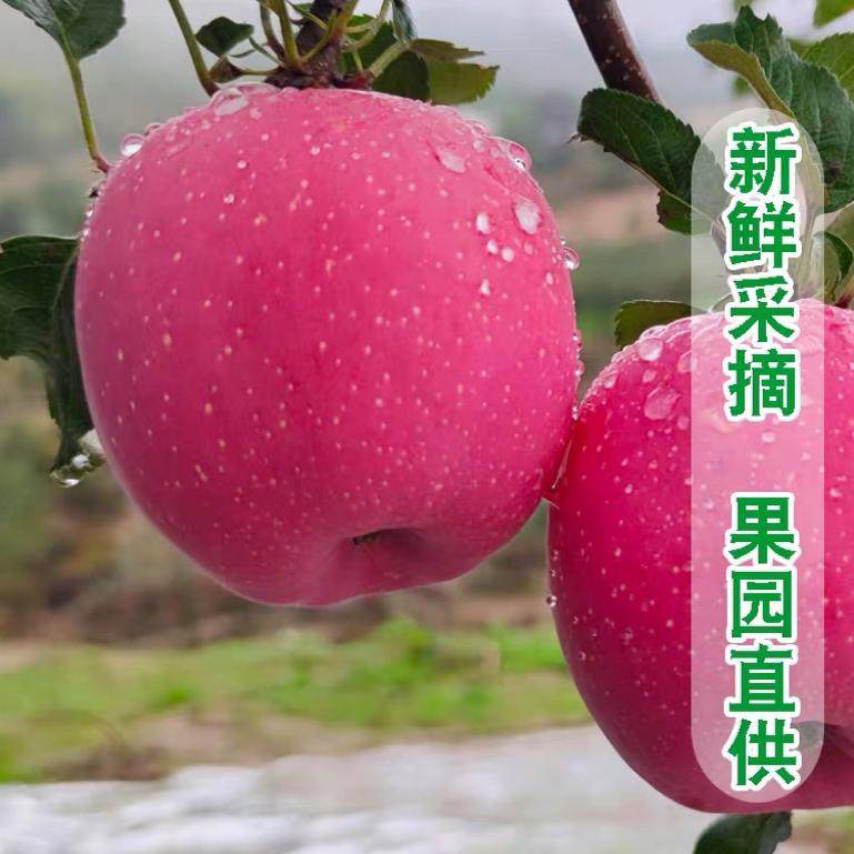 甘肃静宁苹果水果红富士冰糖心脆甜型当季新鲜水果10斤整箱装包邮,水产肉类/新鲜蔬果/熟食,苹果,淘宝优惠券,粉丝福利购,淘宝优惠卷