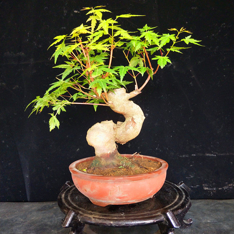 山红叶小老桩漂亮好看耐寒易修剪造型鸡爪槭微盆景精品矮霸实拍