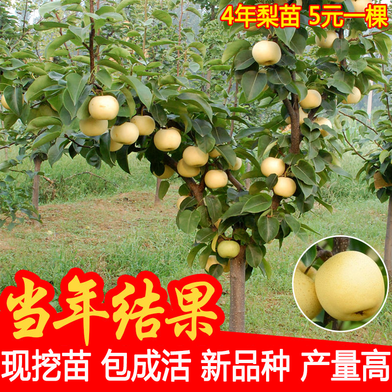 梨树果苗嫁接苗当年结果四季翠冠红啤特大彩虹梨南北方地栽梨树苗