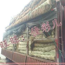 新草香草绑大闸蟹扎螃蟹香草绳子捆粽子香草越南进口纯天然香草绳