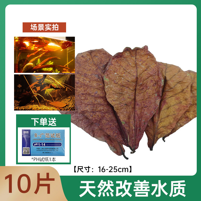 免煮榄仁叶斗鱼懒人叶鱼缸降酸PH值调节剂水族液态乌龟橄榄叶茶包