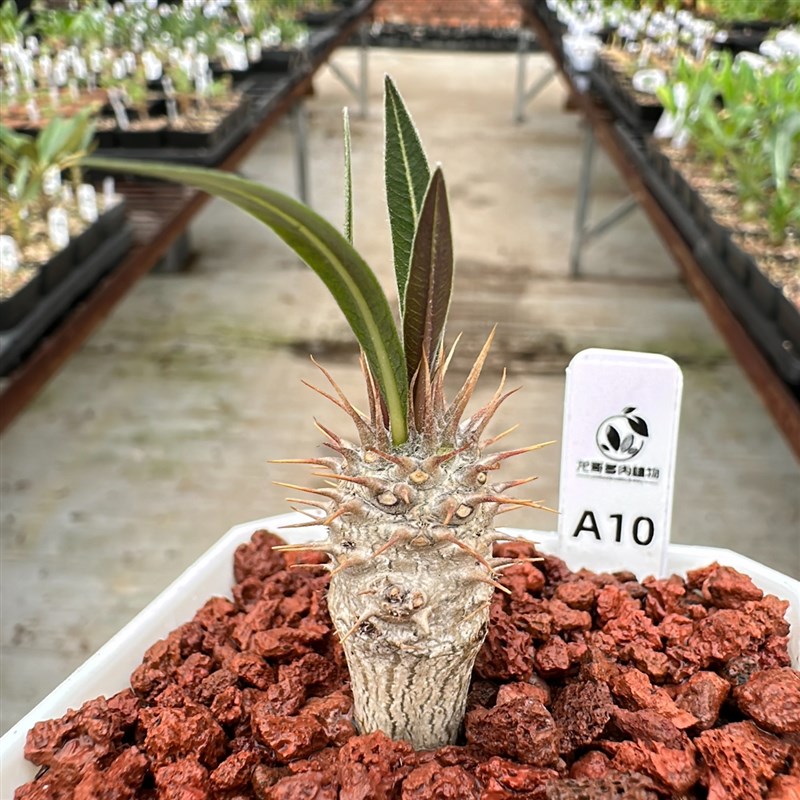 象牙宫原种细针叶Pachypodium rosulatum gracilius块根一物一拍