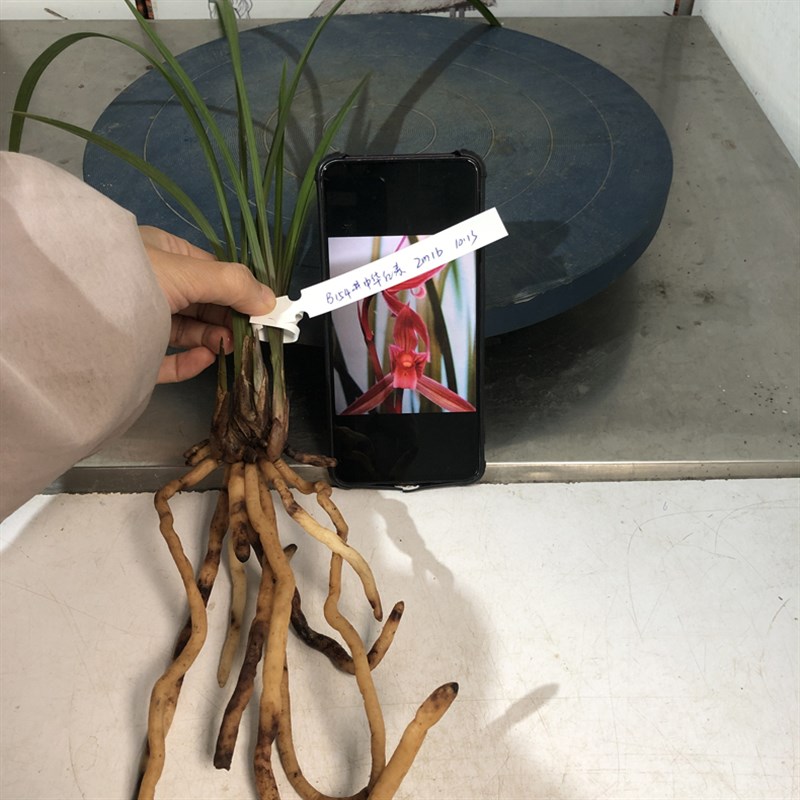 君君兰苑兰花苗 春剑中华红素漏风漏雨自然栽培常青植物