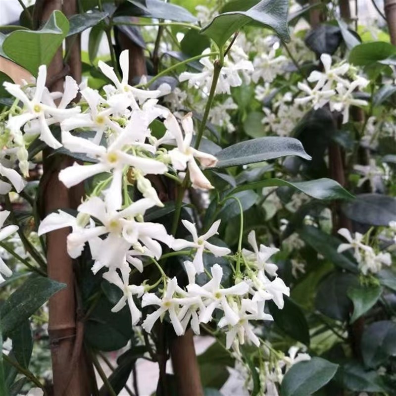 风车茉莉专拍大小苗清香爬藤阳台花墙