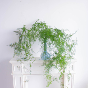 文竹植物鲜花直批家用办公室绿植插花水养水培禅意叶鲜切花圣诞节