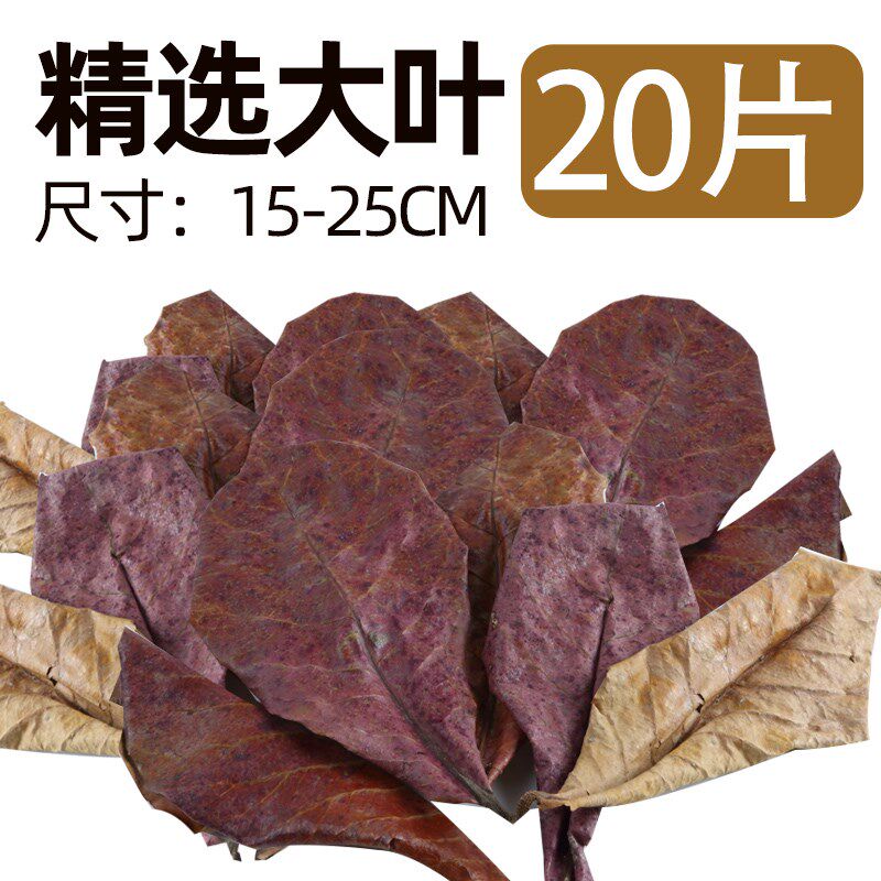榄仁叶斗鱼懒人叶揽仁叶橄榄叶ph调节鱼缸降酸泰国酸碱度专用剂