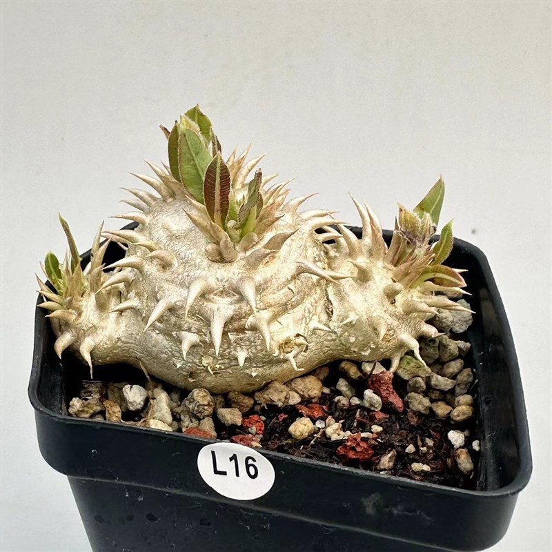 城南别院惠比大黑 P. brevicaule x densiflorum 块根多肉植物