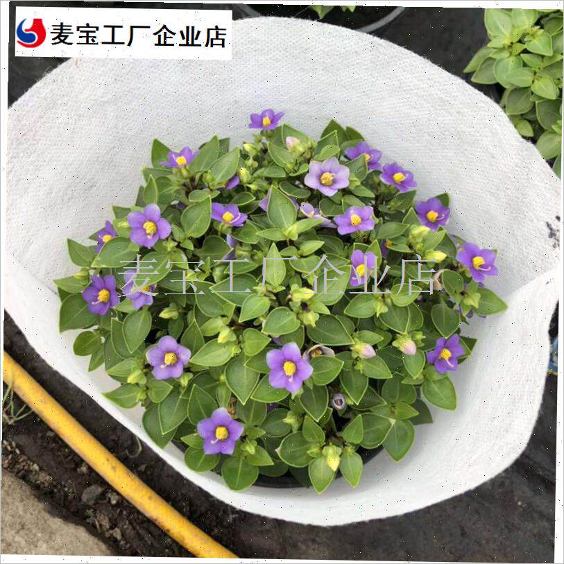 家直销无纺布g菊花盆栽套袋梯异形棉袋盆景多肉包装袋无纺布套袋\