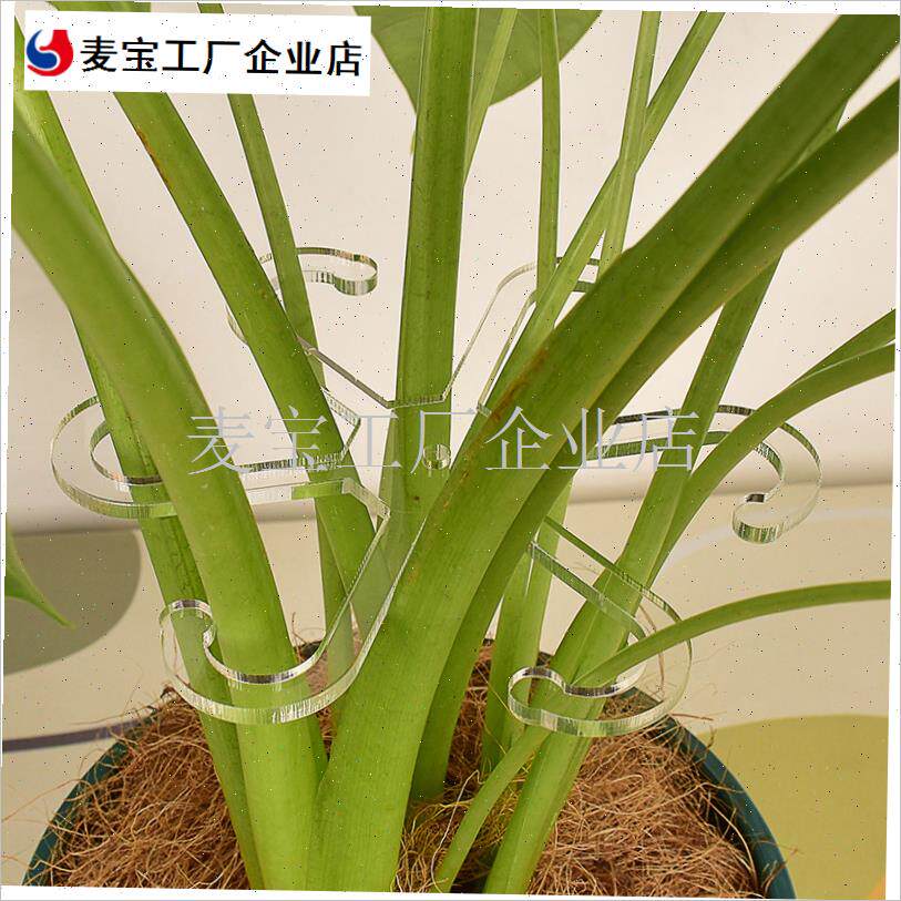 背竹防倒伏支架园艺花卉t盆花支架水培植物透明花茎固定器收拢器\
