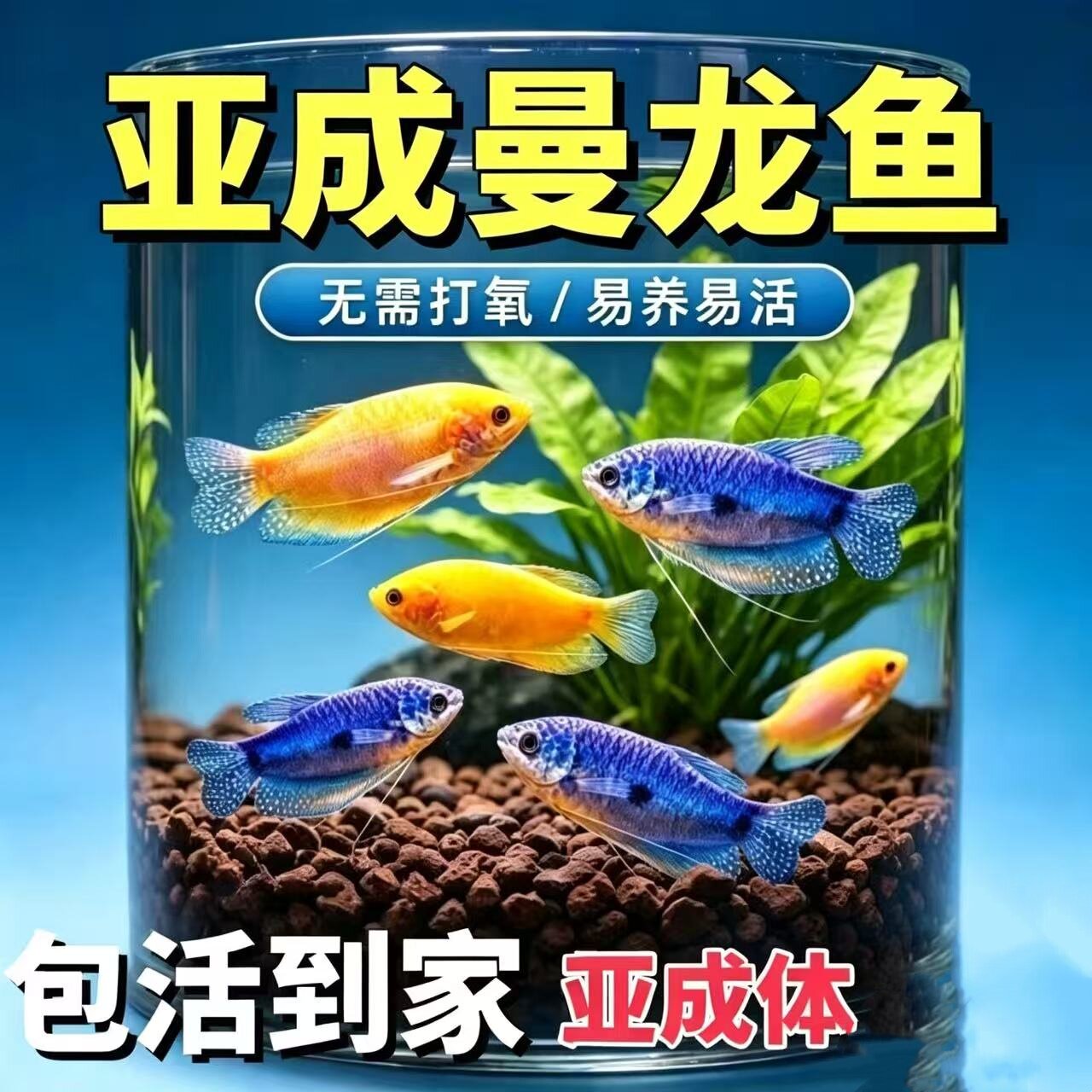 曼龙鱼成鱼活体新手易养包活