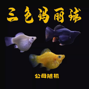 中号热带观赏鱼皮球鱼玛丽球鱼下崽狂魔胎生小鱼宠物小鱼玛丽球鱼