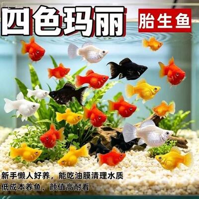 四色皮球鱼胎生鱼幼鱼热带淡水鱼新手好养低成本高颜值观赏鱼