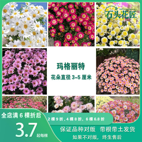 玛格丽特苗容易爆盆草花