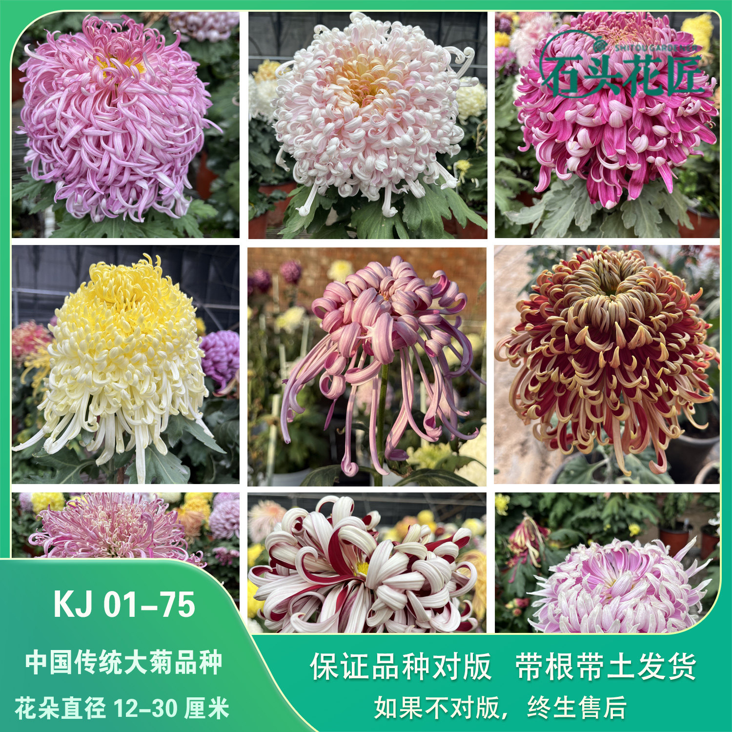 石头花匠 中国大菊苗70个品种 燕山秋韵 独本菊花多年生宿根