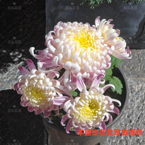 国华圣者大菊花苗对版