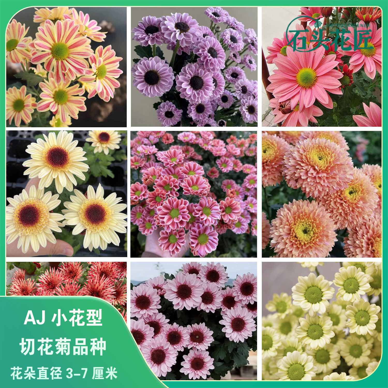 小雏菊菊花苗 冰清宝莲灯粉肯尼迪三文鱼切花菊苗多年生宿根盆栽