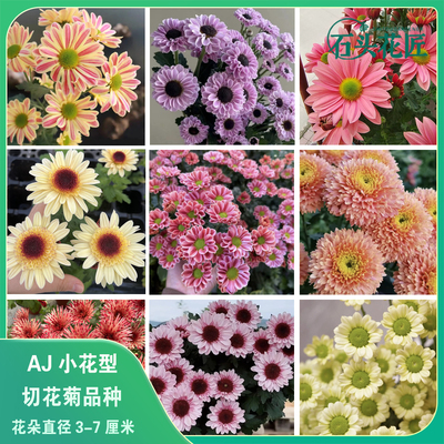 小雏菊菊花苗切花菊苗对版