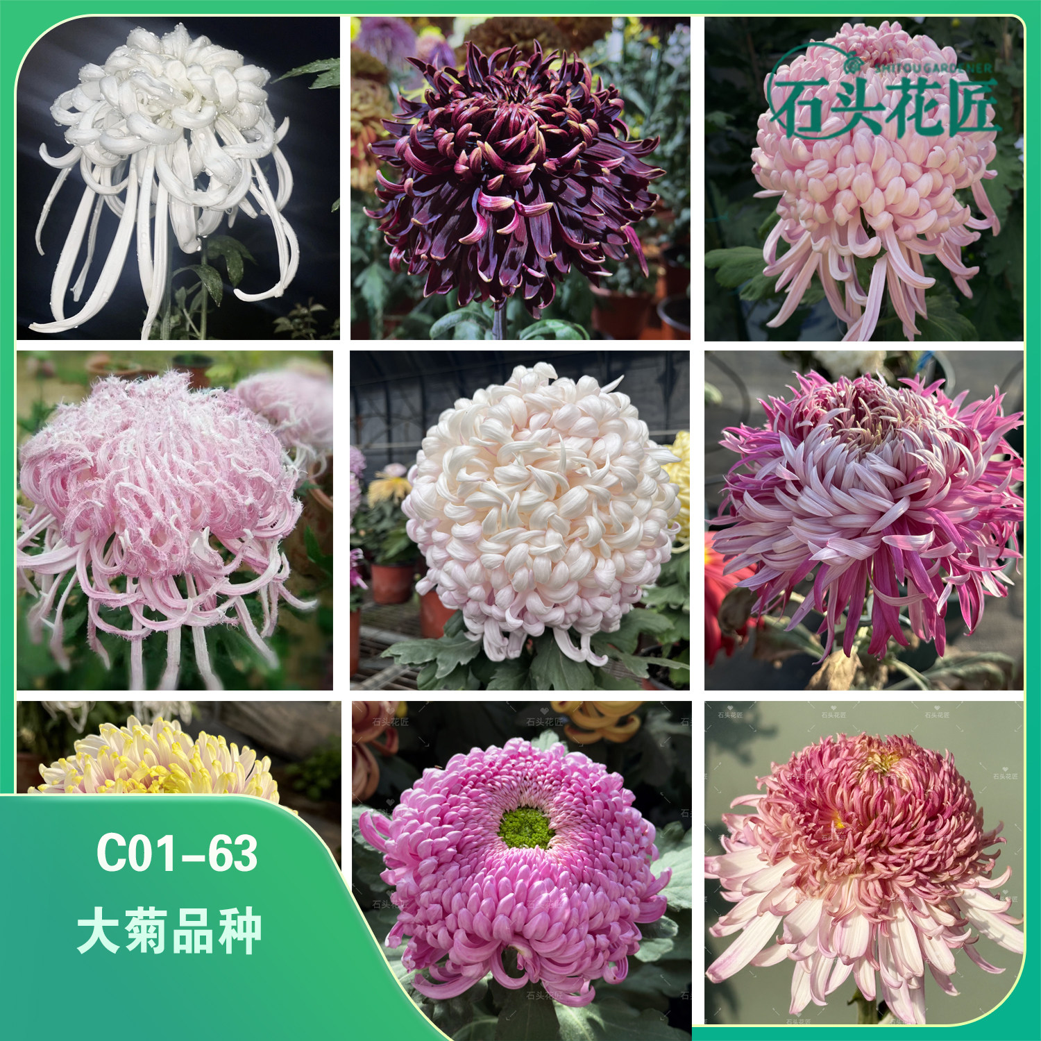 石头花匠 传统大菊盘龙宝翊 国华初樱 60个品种多年生宿根菊花苗