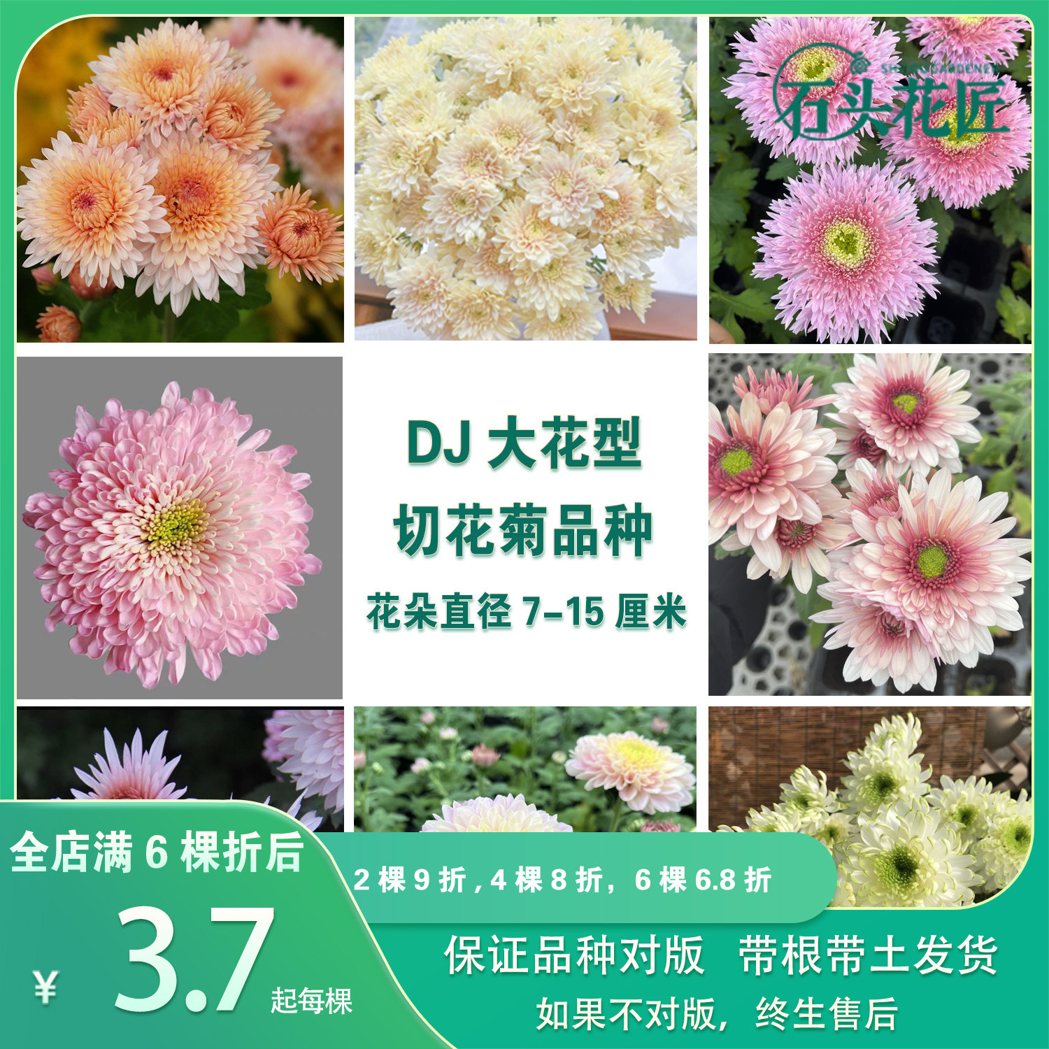 石头花匠 皇后 卡林巴三文鱼 大花切花菊雏菊苗多年生宿根盆栽