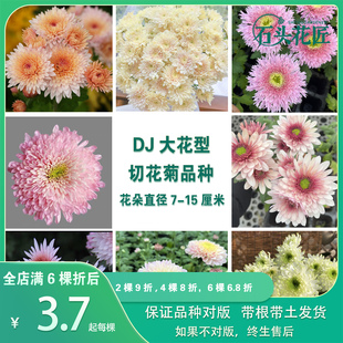 石头花匠 皇后 卡林巴三文鱼 大花切花菊雏菊苗多年生宿根盆栽