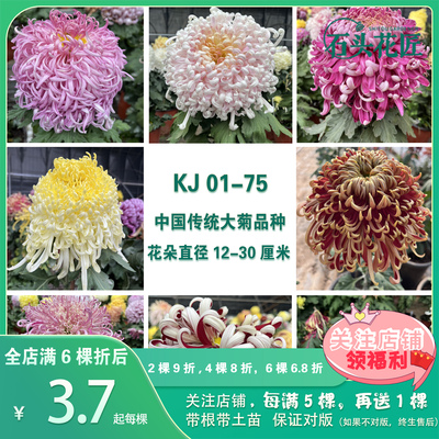 中国大菊苗独本菊苗狮子头菊